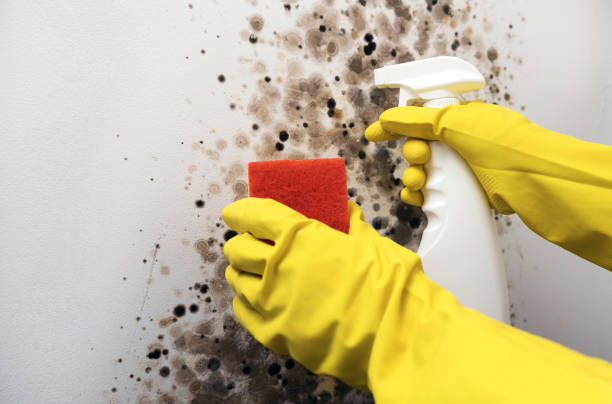 Best HVAC Mold Remediation in Opp, AL