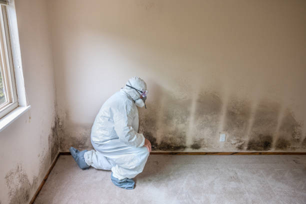 Best Mold Remediation for Specific Building Types in Opp, AL